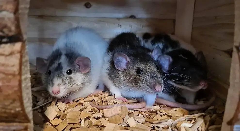 3 Dumbo-Farbratten abzugeben - Optional mit Käfig