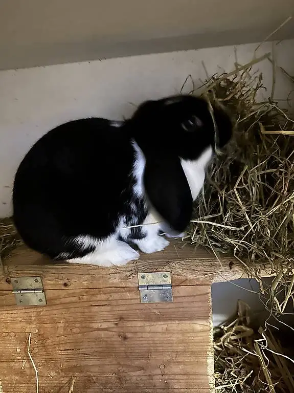 Zwergwidder Mantelschecke schwarz