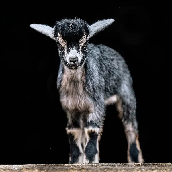 Wunderschöne Zwergziegengitzi zu verkaufen