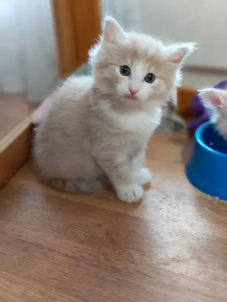 Norwege Kitten