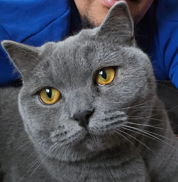 Zwei BKH suchen schweren Herzens ein neues Zuhause