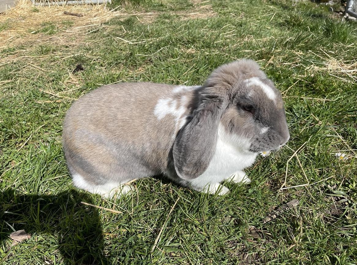 Französische Widder Kaninchen Weibchen