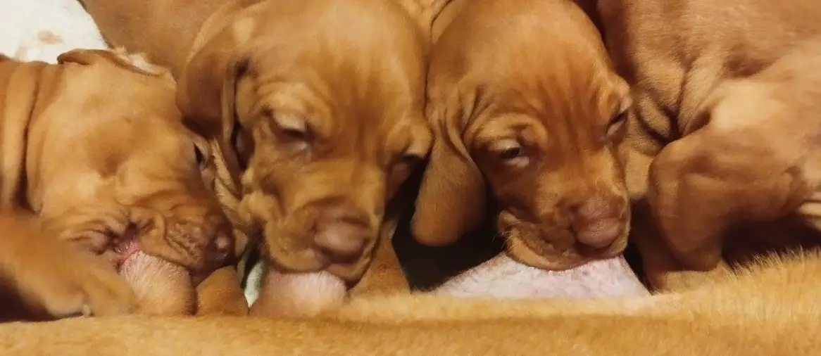 Magyar Vizsla Welpen, männlich mit FCI-Ahnentafel