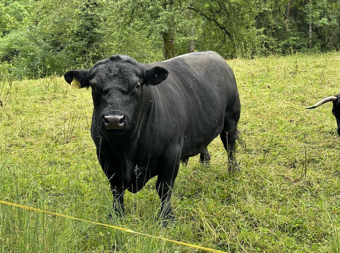 Lowline Stier zu verkaufen