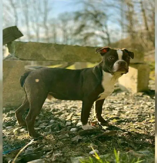 Boston Terrier mit Näschen in Farbe