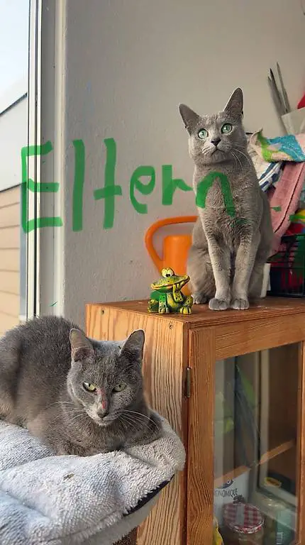 Reinrassig russische Blau kitten