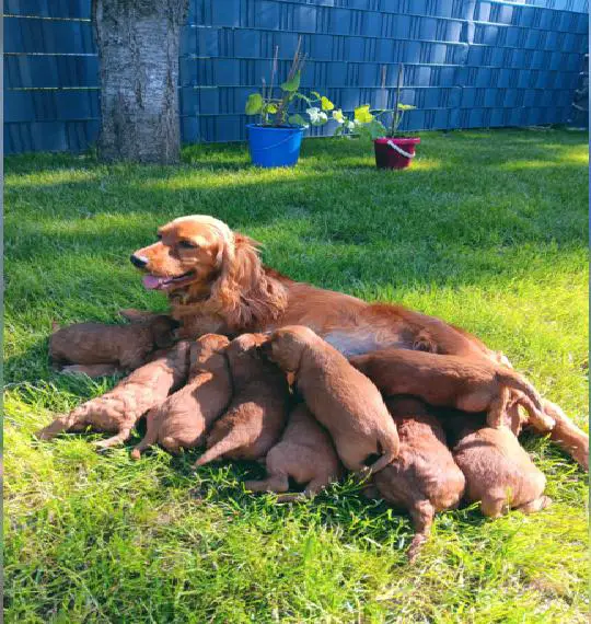 Cockerpoo/ Cockapoo Welpen F1B