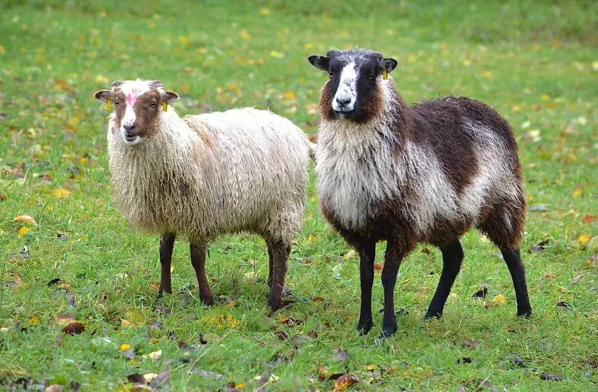 Skudden Auen aus Hobbyzucht suchen neues Zuhause