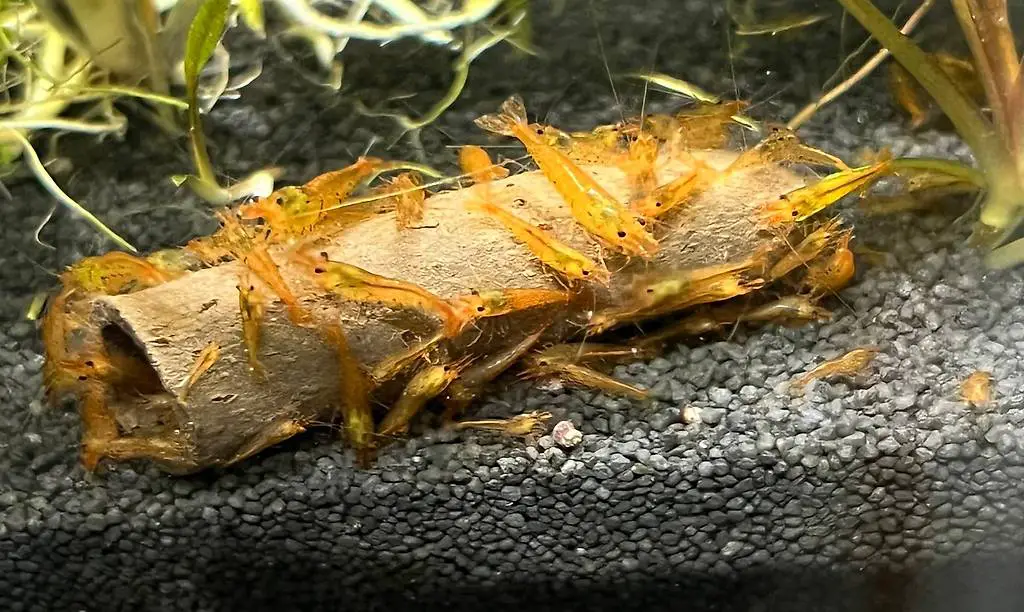 Garnelen Golden/Tangerine Tiger