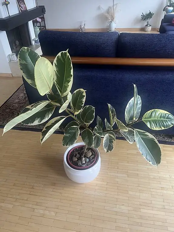 Gummibaum Pflanze Tricolore