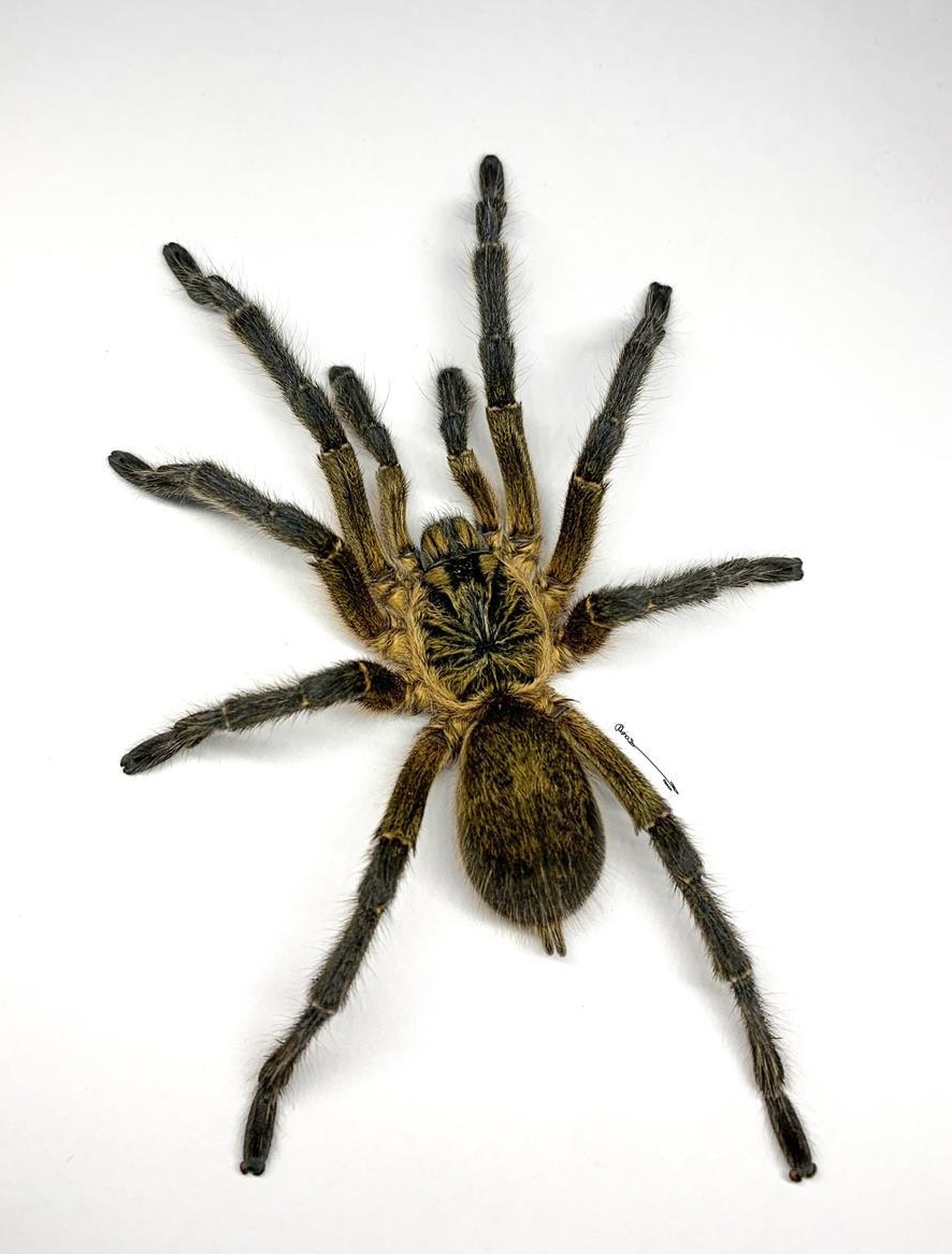 Vogelspinne Harpactira pulchripes Männchen 1.0
