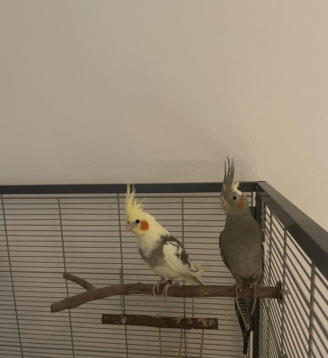 Zwei Nymphensittiche, Männchen und Weibchen