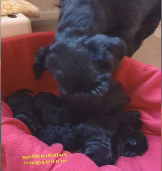 mittelschnauzer schwarz