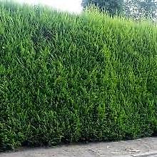 Bastardzypresse / Cupressocyparis Leylandii 120-140cm hoch