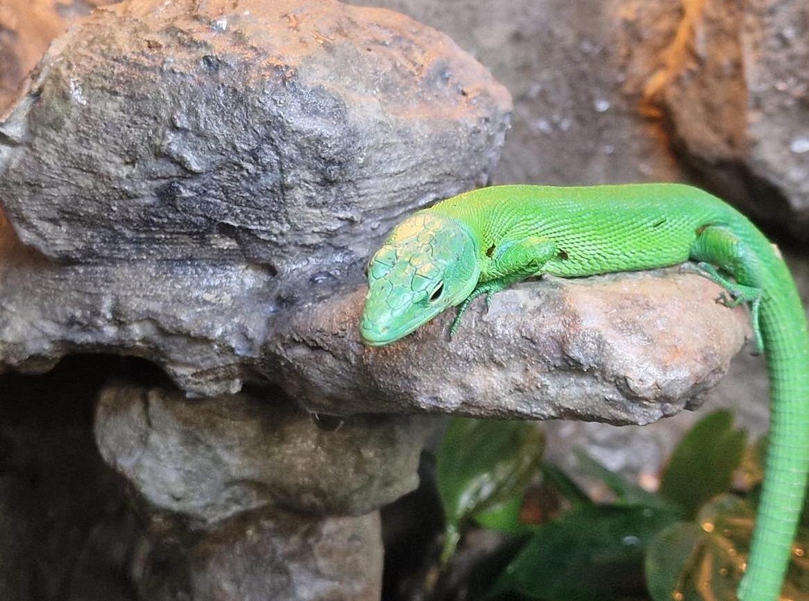 1.1 Gastropholis Prasina Paar mit Terrarium günstig abzugeben