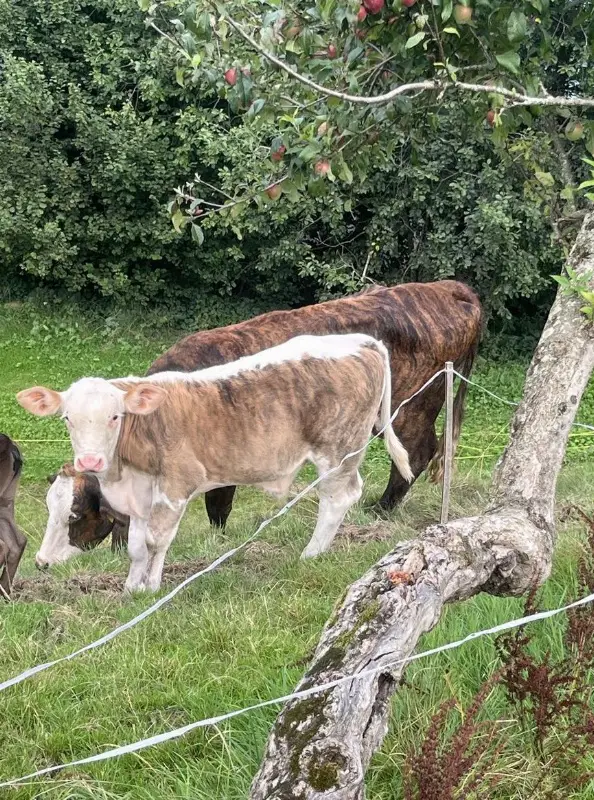 Mutterkuh mit Stierkalb BIO