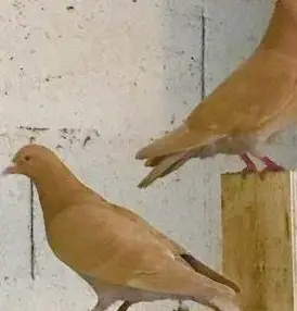 Rezessive Gelbe & Rote Brieftauben zu verkaufen