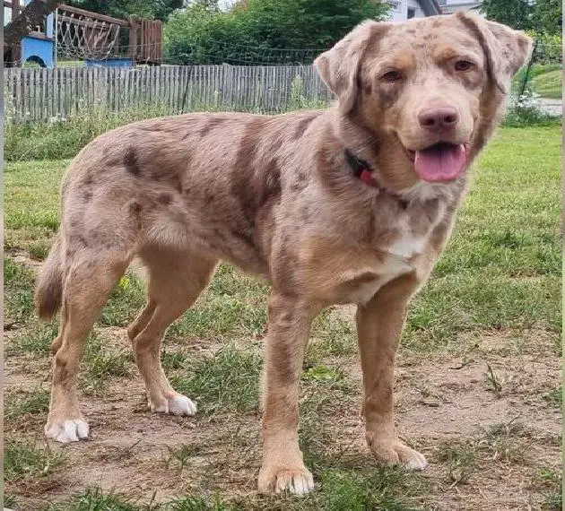 Wurfankündigung Aussiedor Welpen