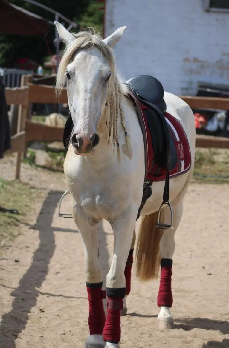 Wunderschöner Spanier Wallach (Verlasspferd) sucht neues Zuhause