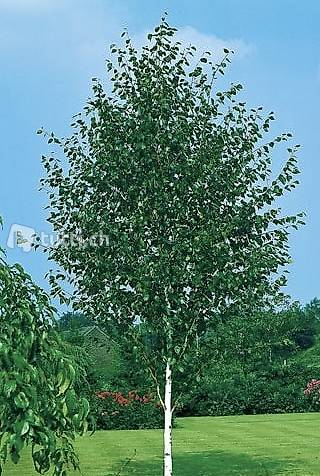  Himalajabirke Betula utilis var. jacquemontii Hochstamm