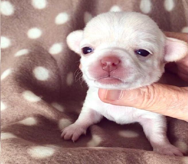 Chihuahua Welpen mit Ahnentafel in lila und weiss-creme