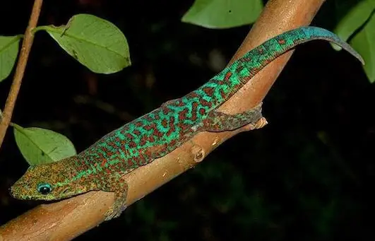 Bourbon Taggecko - Phelsuma borbonica mater - Jungtier