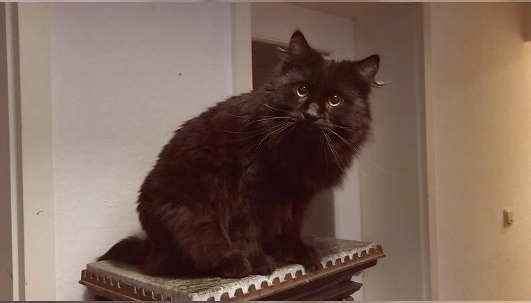 Tolle Türkisch Angora mit Stammbaum und Gesundheitsuntersuchungen