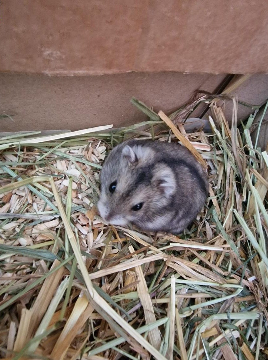 Junger Zwerghamster Jüngling mit Zubehör