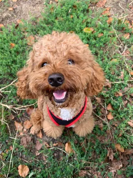 Abricot nain Caniche - saillie