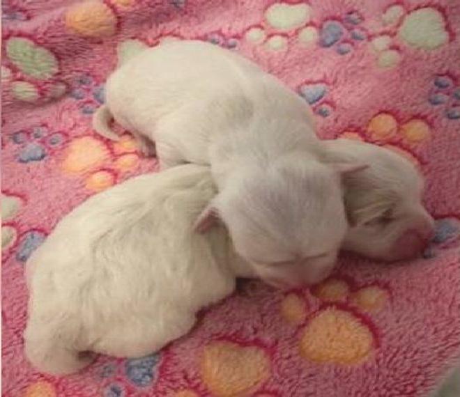 Coton de Tulear Welpen