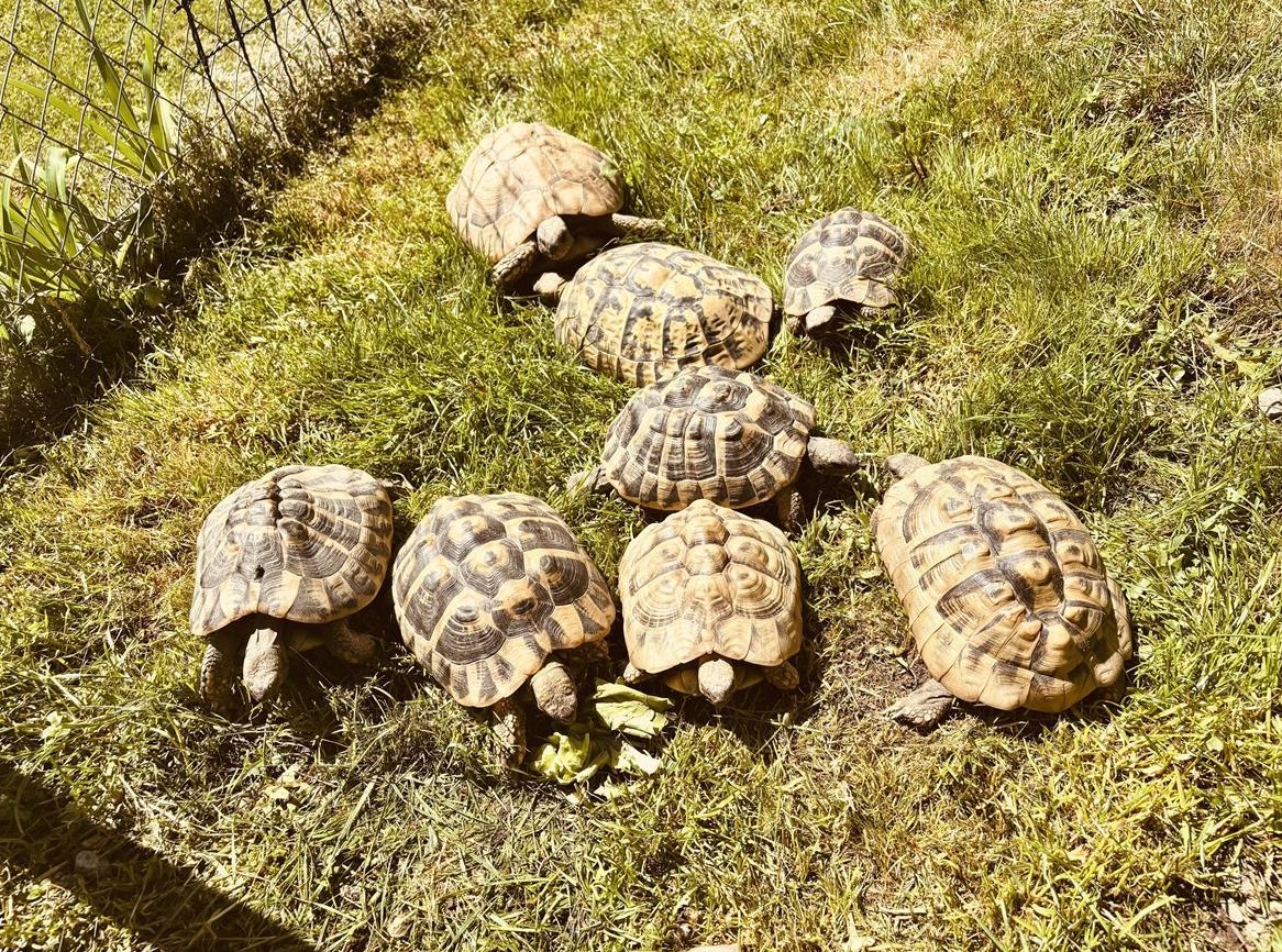 Griechische Landschildkröten abzugeben