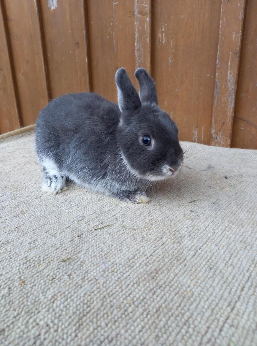 0.1 Farbenzwerg Kaninchen, weiblich zu verkaufen