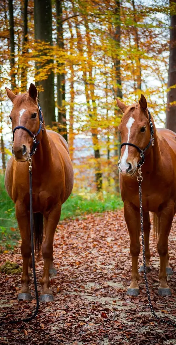 Western Reitbeteiligung in Brislach im Baselland