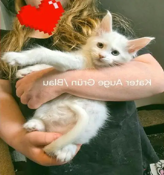 TICA Stammbaum Maine Coon Kitten Weiss