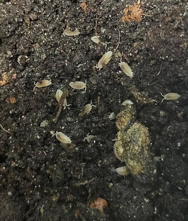 Weisse Asseln Bodenpolizei für Terrarien