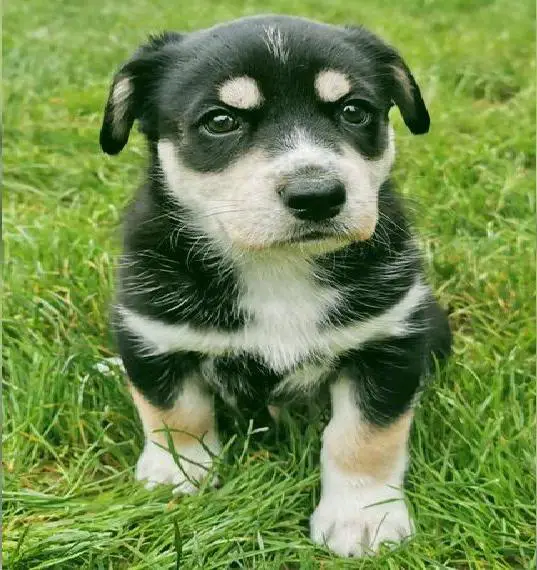 Huskywelpen suchen ein liebevolles Zuhause