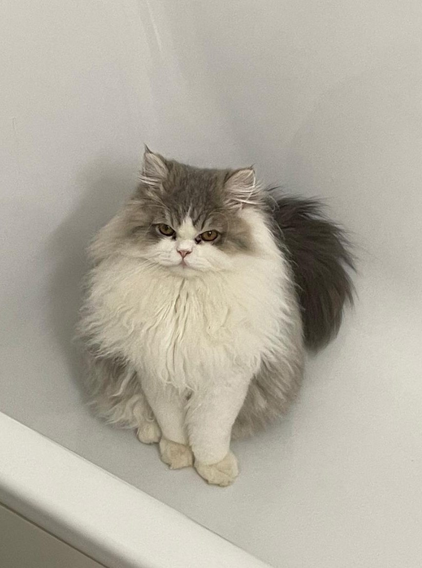 Perser Deckkater für ein liebes Weibchen