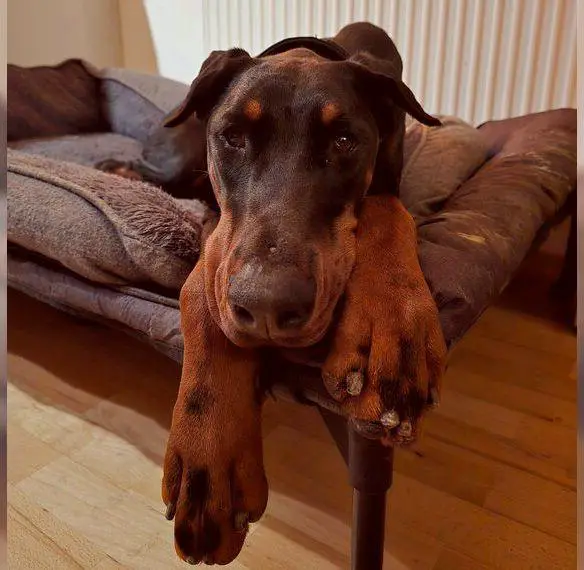 Rea | Dobermann-Hündin | 14 Monate