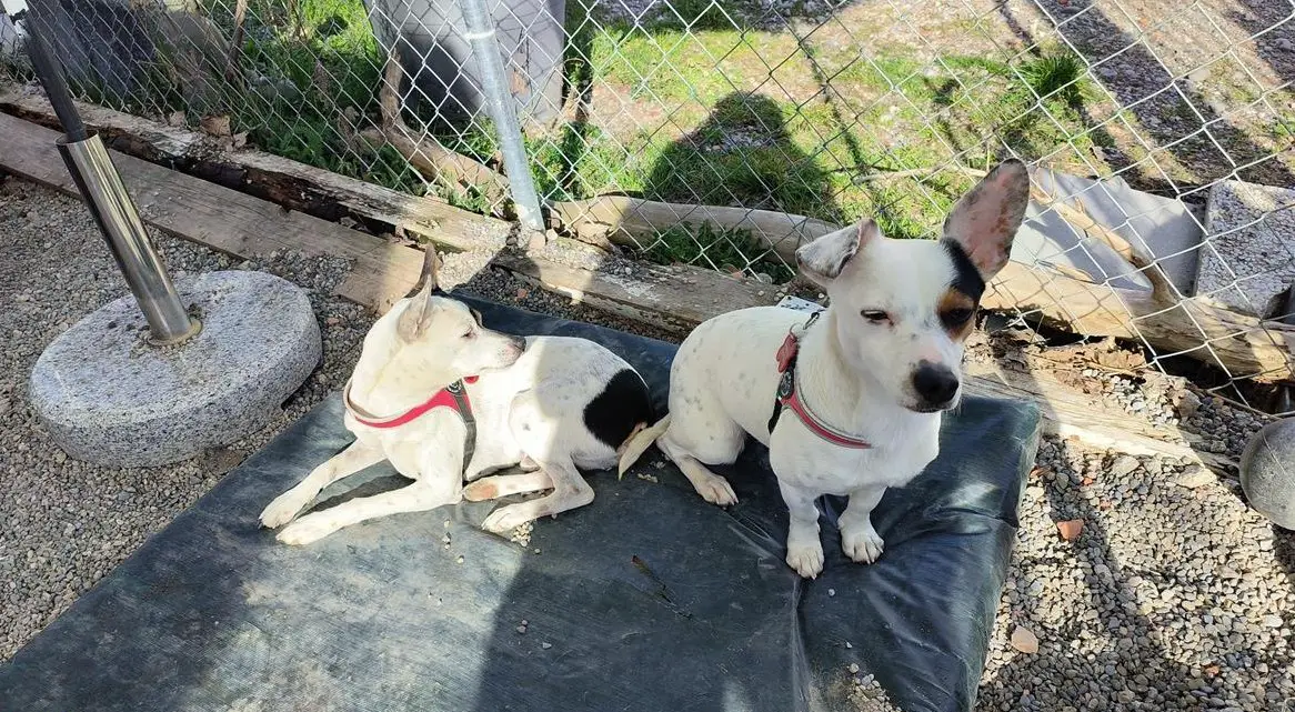 Schreibkraft/Sachbearbeiterin für Hundehort, Pensum nach Absprache