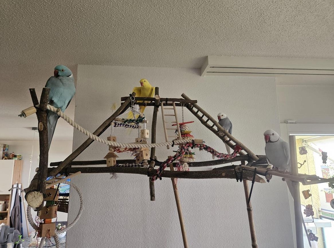 Halsbandsittich Gruppe sucht neues Zuhause