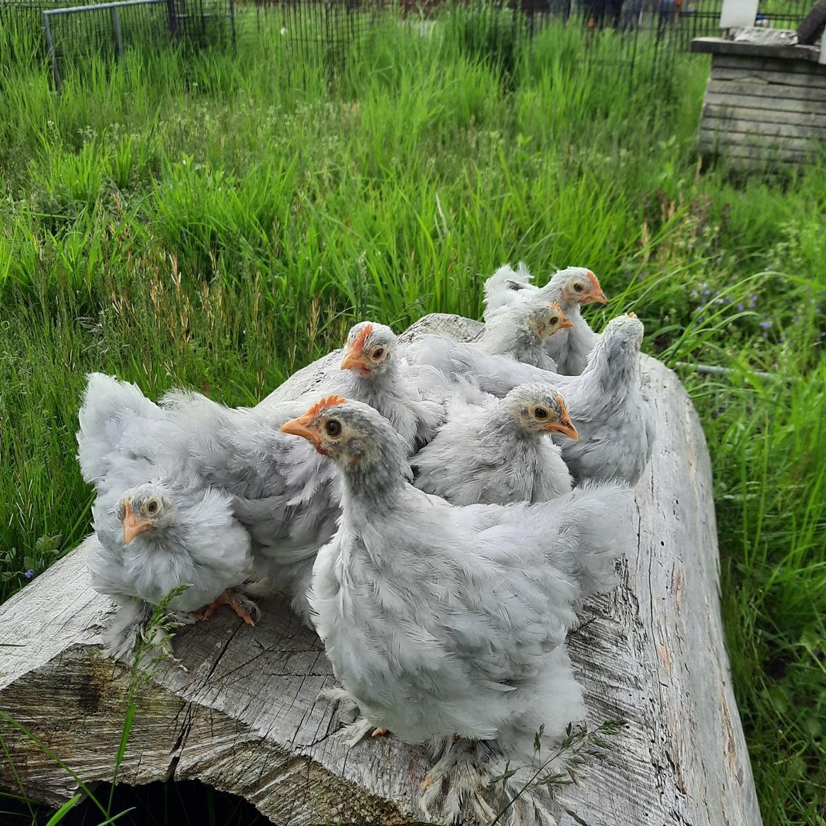Junge Zwerg Cochin Hühner, handzahm