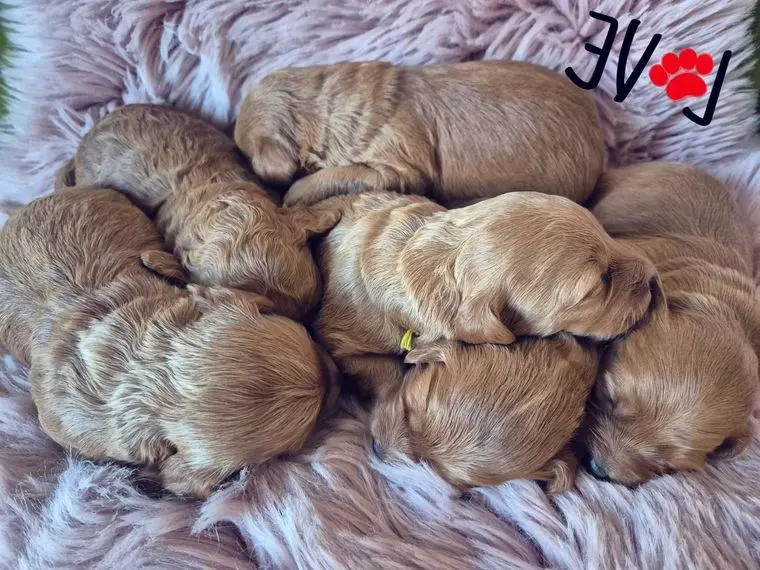 Goldendoodle umständehalber abzugeben