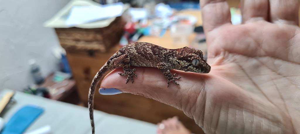 Höckerkopfgecko (Rhacodactylus auriculatus)