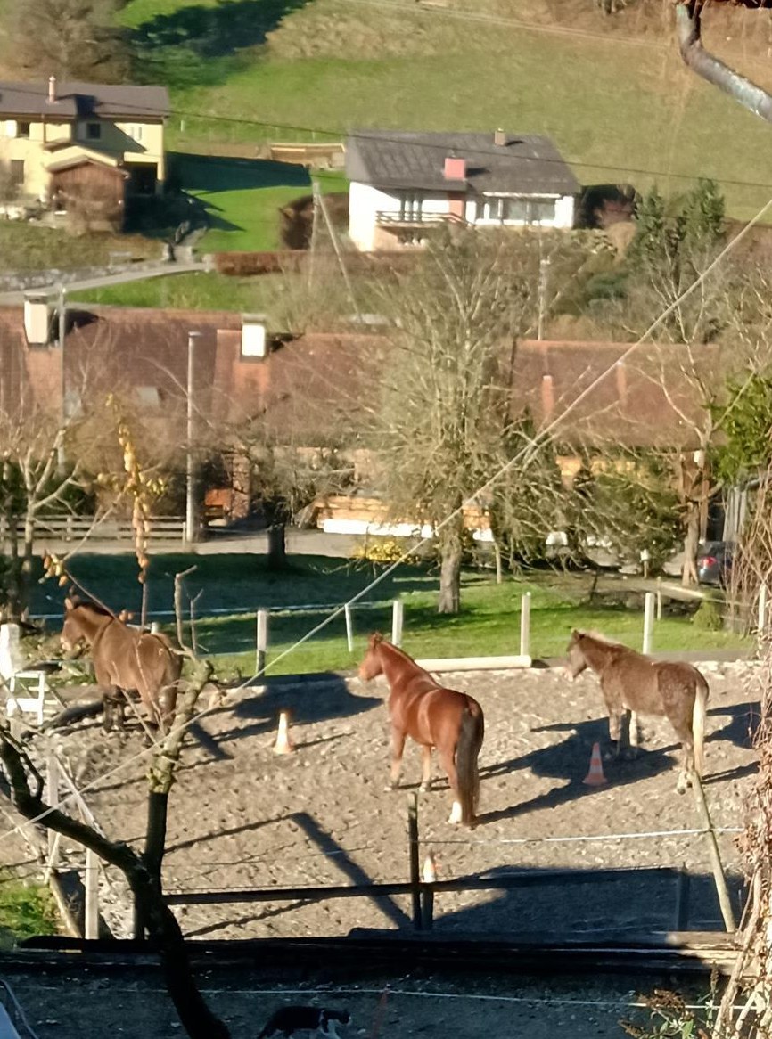 Reitbeteiligung für Freiberger Wallach