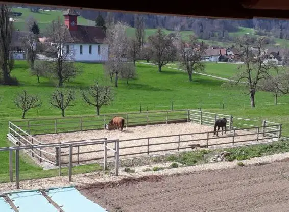 Pferdeboxe mit Auslauf, Zürcher Unterland