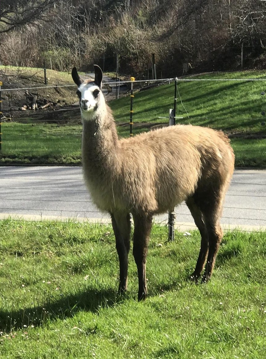 Lama Hengst, Classic zu verkaufen