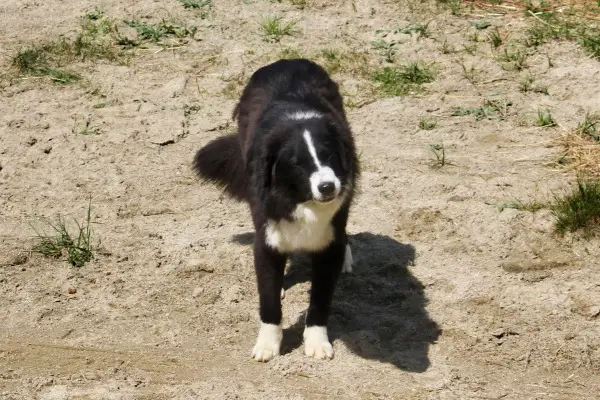 Australian Shepherd Jungrüde