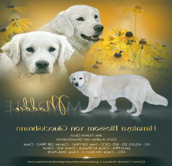 Wurfankündigung: Golden Retriever Welpen Creme