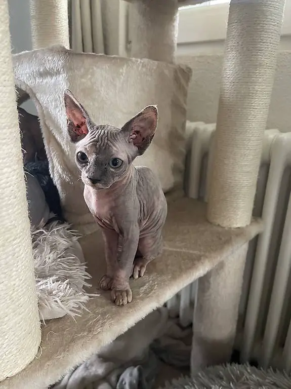 Sphynx