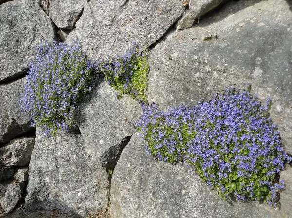  Blumenpolster Glockenblumen klein